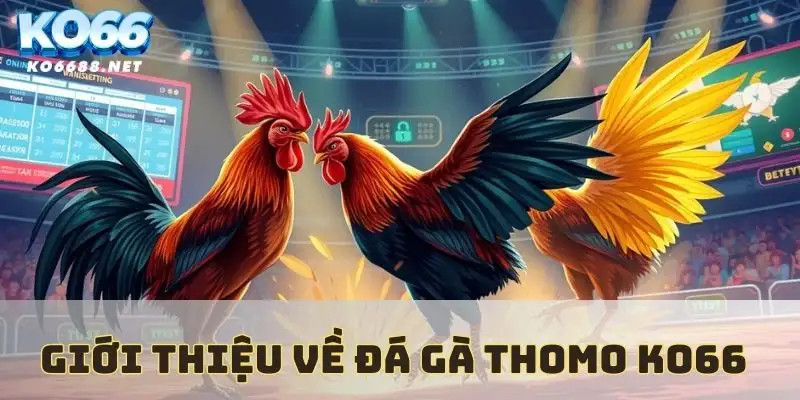 Đôi nét về đá gà Thomo KO66