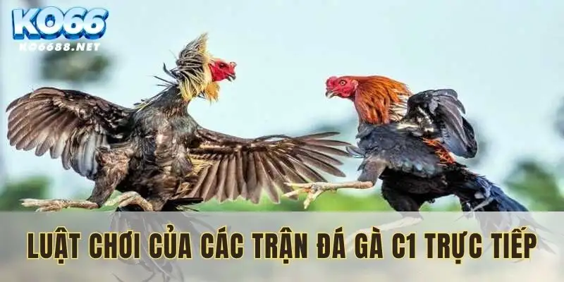 Luật chơi đá gà C1