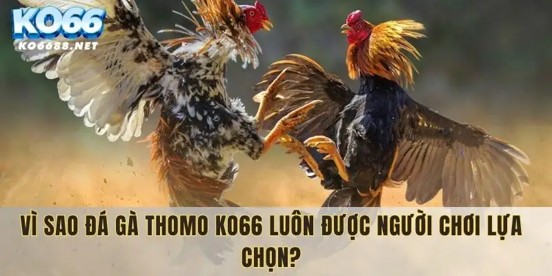 Tại sao đá gà Thomo KO66 được lựa chọn nhiều?